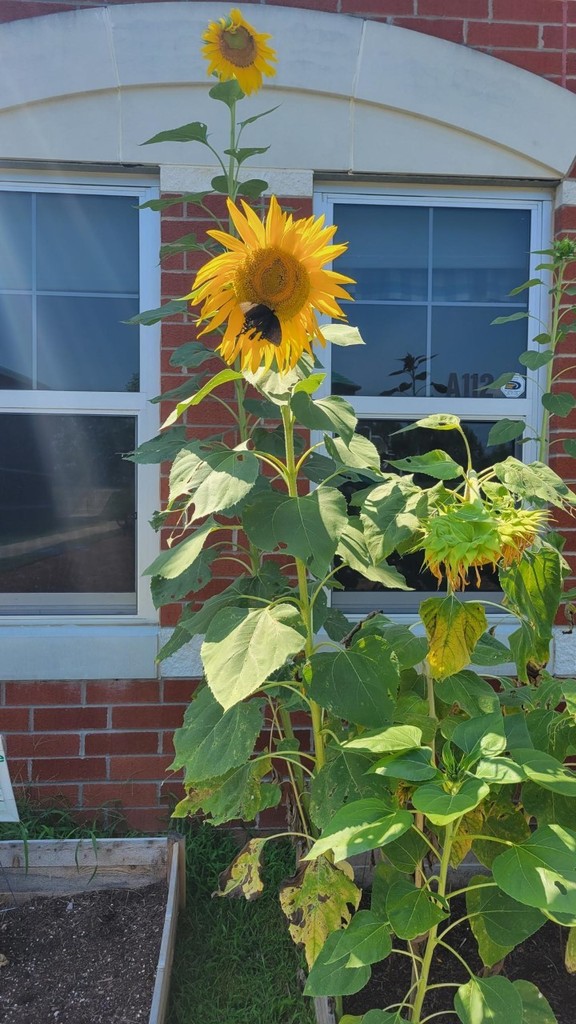 We Love Our Student Gardens!