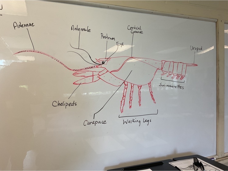Crayfish anatomy