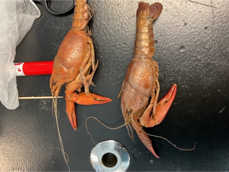 Male and female crayfish.