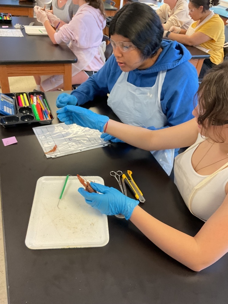 Students dissecting a crayfish.